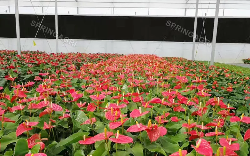 Продажа теплицы Multispan Anthurium